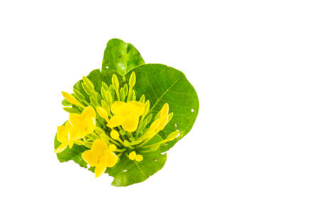 Ixora chinensis lamk isolated on a white background