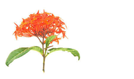 Ixora chinensis lamk isolated on a white backgroundの写真素材