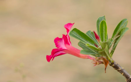 Impala lily that blooms in the parkの写真素材