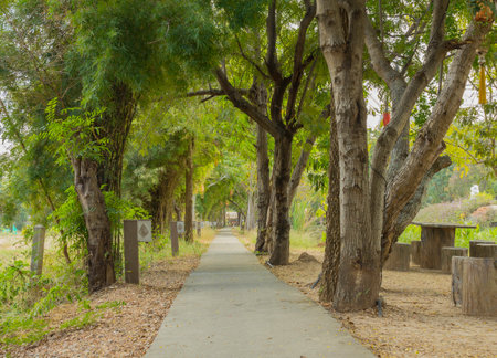 Walkway tunnel tree in the park, Khon Kaen, Thailand.の写真素材