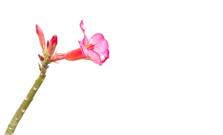 Impala lily isolated on white backgroundの写真素材