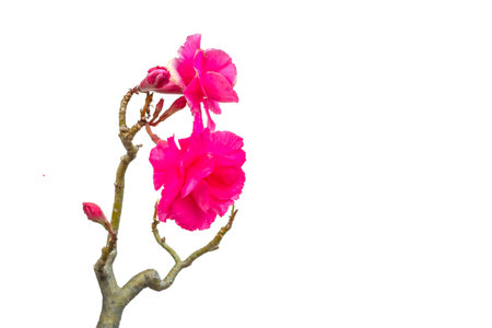 Impala lily isolated on white backgroundの写真素材