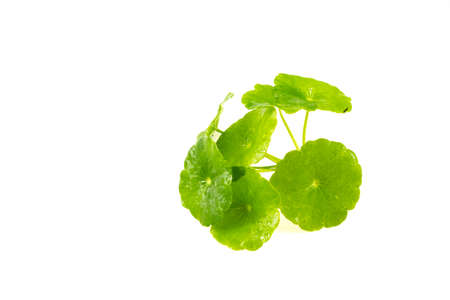 Gotu kola isolated on white background