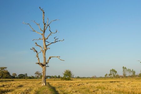 Dead trees are on a rice field in northeastern of Thailand.の写真素材