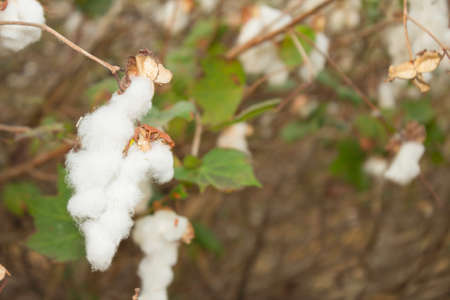 Cotton flowers used in the textile industryの写真素材