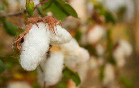 Cotton flowers used in the textile industryの写真素材
