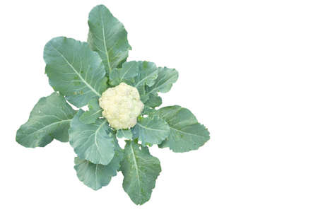 Cauliflower isolated on white background