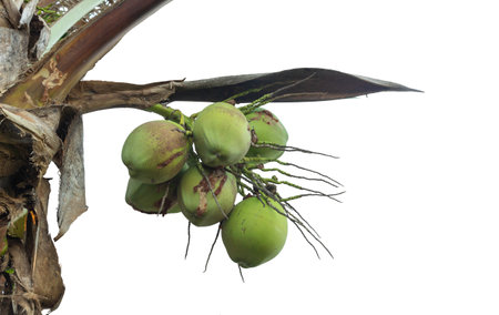 Young coconut isolated on white backgroundの写真素材