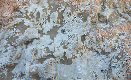 Rural soils in the northeastern part of Thailand that have a salt deposits due to degradation and...
