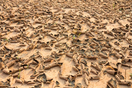 Surface cracking due to drought
