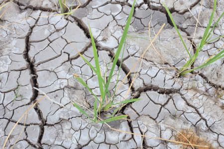 Jasmine rice seedlings that grow in saline soil and drought.