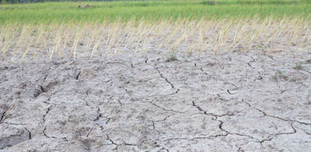 Jasmine rice seedlings that grow in saline soil and drought.