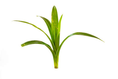 Pandan leaves  isolated on white backgroundの写真素材