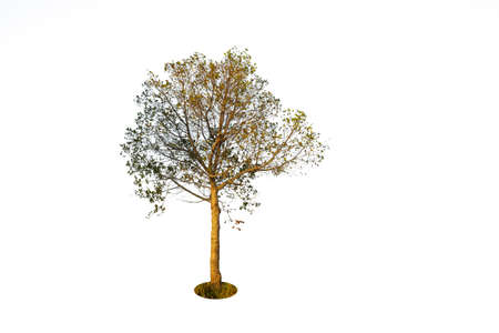 Tree  isolated on white backgroundの写真素材