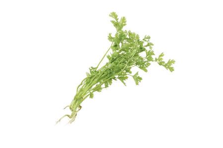 Chinese coriander isolated on a white backgroundの写真素材