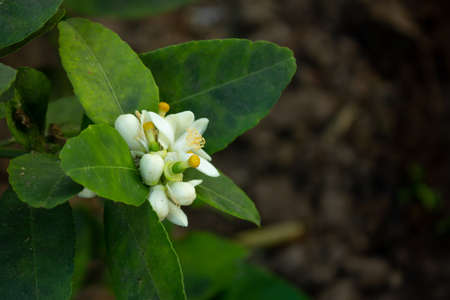Lemons that bloom in the gardenの写真素材