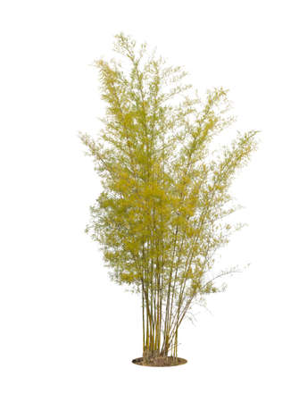 bamboo isolated on a white backgroundの写真素材