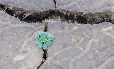 Small grass growing on the cracks of dry clay.