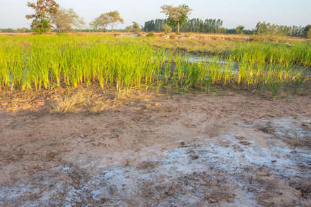 Cattail plant that grows in saline soil.の写真素材