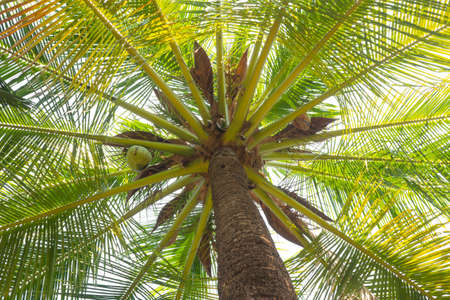 coconut tree isolated on white backgroundの写真素材