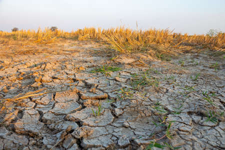 Rice fields in rural areas in Thailand with saline soil.の写真素材