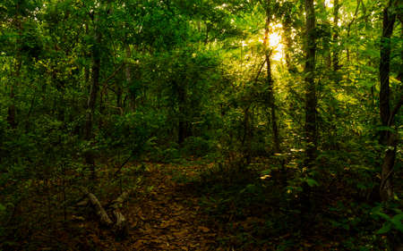 Mixed forest in the early morning of the rainy season in Thailand.の写真素材