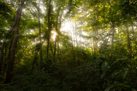 Mixed deciduous forest in the morning of the rainy season of Thailandの写真素材