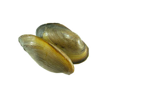 freshwater clam isolated on white backgroundの写真素材