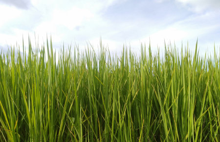 Background of jasmine rice in the fieldの写真素材