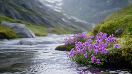 Silene acaulis thriving along the edge of a crystal-clear mountain stream, surrounded by moss and tiny alpine ferns.の素材