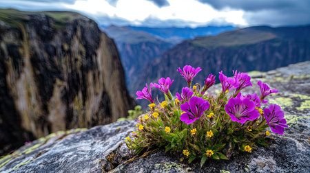 Vibrant Moss Campion flowers thriving in a high-altitude crevice, with dramatic mountain ridges stretching beyond.の素材
