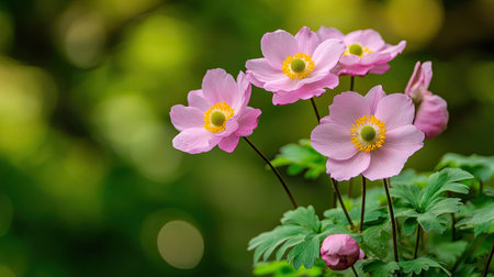 A cluster of pink Japanese anemone flowers standing tall against a blurred backdrop of green foliage.の素材