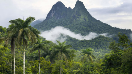 Mountain peaks hidden beneath a sea of fog with rainforest treetops reaching for the morning skyの素材