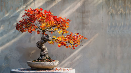 Bonsai tree in autumn colors with fiery red and orange leaves, displayed on a stone pedestal.の素材