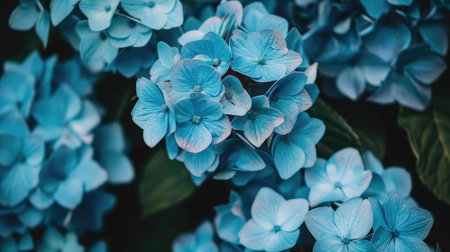 Close-up of vibrant blue hydrangea flowers in full bloom, showcasing their intricate petals and rich color against a soft backgroundの素材