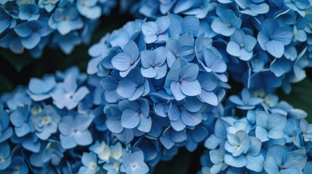 Close-up of a cluster of blue hydrangeas in a summer garden, capturing the vibrant color and intricate details of the flowersの素材