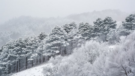 Snow-covered trees on a mountain slope in winterの素材
