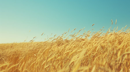 A vast field of golden wheat swaying gently in the breeze under a clear blue sky.の素材