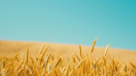 A vast field of golden wheat swaying gently in the breeze under a clear blue sky.の素材