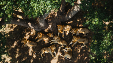 Top view of a lion pride resting under a large acacia tree, with scattered leaves and shadeの素材