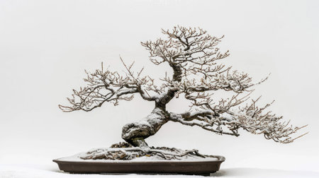 A bonsai tree in winter, its bare branches covered in a light dusting of snow, set against a serene white background.の素材