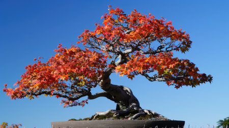 A bonsai tree in autumn, showcasing vibrant red and orange leaves against a clear blue sky.の素材