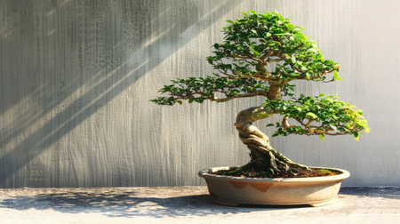 A bonsai tree with a cascading style, its branches flowing gracefully downward, in an elegant ceramic pot.の素材