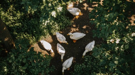 Top view of ducks resting in a shaded area at the farm, surrounded by trees and soft ground cover.の素材