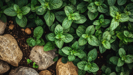 A top view of oregano leaves, with the plant thriving in a well-maintained herb garden, surrounded by stones and natural mulch.の素材