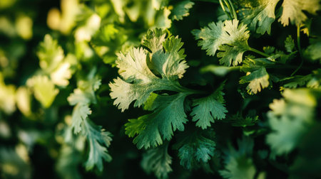 A bunch of fresh cilantro leaves in close-up, with bright green, delicate leaves bundled together at the base. Ideal for herb and fresh produce photography.の素材