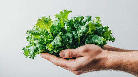Farmer's hand gently holding vibrant hydroponic greens, set against a clean white background. The morning light enhances the freshness, perfect for food and garden-themed visuals.の素材