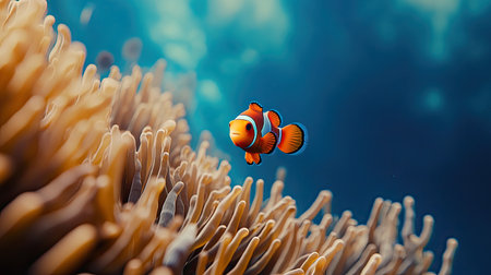 A solitary Nemo fish swimming through a labyrinth of coral branches, with its bright orange color standing out against the blue ocean backdropの素材