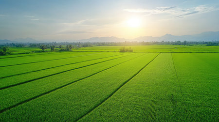 A drone view of a vast, green rice field with neatly arranged rows, under a bright, sunny sky, showing the meticulous care taken in farmingの素材