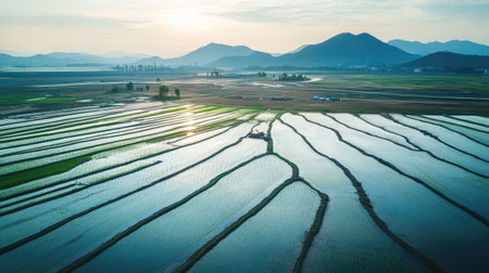 A drone shot showing Korean farmers planting young rice plants in vast, water-filled fields in Angang-eup, Gyeongju-si, South Korea, with a mountain range in the distanceの素材